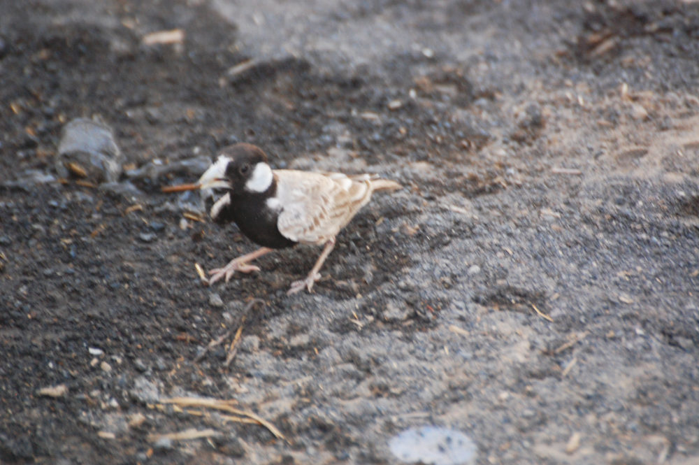 Uccello in Dancalia (Etiopia): Eremopterix nigriceps melanauchen